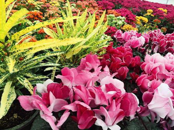 بازار خرید گیاهان زینتی چندساله